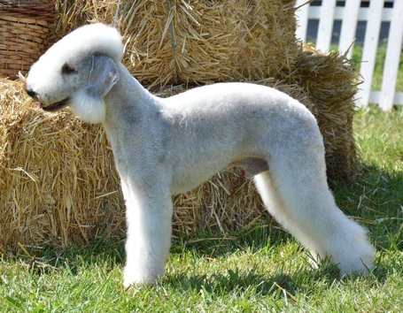 L´ End Show Majesty